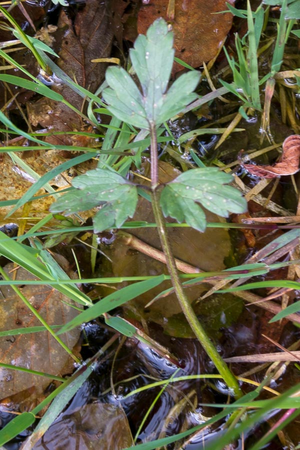 Ranunculus repens / Ranuncolo strisciante